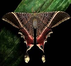 Attēlu rezultāti vaicājumam “Mollisia uda”