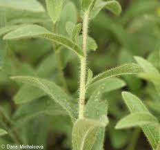 Image result for Inula hirta