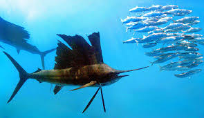 Image result for Istiophorus platypterus