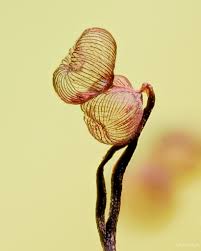 Attēlu rezultāti vaicājumam “Cribrariaceae”