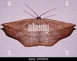 Attēlu rezultāti vaicājumam “Drepanidae”