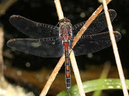 Attēlu rezultāti vaicājumam “Leucorrhinia rubicunda”