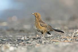 Attēlu rezultāti vaicājumam “Turdus merula juvenile”