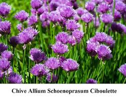 Image result for Allium schoenoprasum