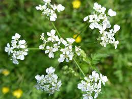 Attēlu rezultāti vaicājumam “Anthriscus sylvestris flower”