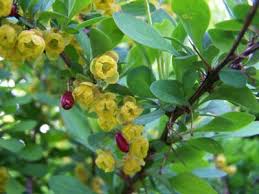 Attēlu rezultāti vaicājumam “Berberis vulgaris”