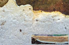 Attēlu rezultāti vaicājumam “Perenniporia subacida”