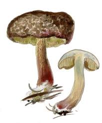 Attēlu rezultāti vaicājumam “Xerocomus chrysenteron”