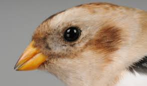 Attēlu rezultāti vaicājumam “Plectrophenax nivalis adult”