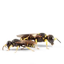 Attēlu rezultāti vaicājumam “Ancistrocerus sp. male”