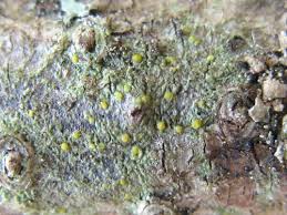 Attēlu rezultāti vaicājumam “Cliostomum corrugatum”