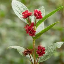 Attēlu rezultāti vaicājumam “Lonicera caerulea var. pallasii flower”