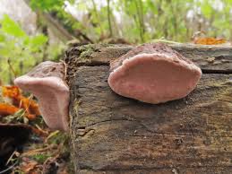 Attēlu rezultāti vaicājumam “Fomitopsis rosea”