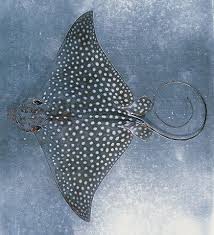 Image result for Aetobatus narinari