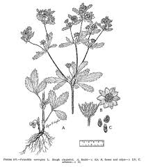 Attēlu rezultāti vaicājumam “Potentilla norvegica flower”