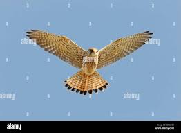 Attēlu rezultāti vaicājumam “Falco tinnunculus adult”