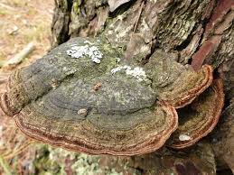 Attēlu rezultāti vaicājumam “Phellinus pini”