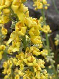 Attēlu rezultāti vaicājumam “Verbascum”