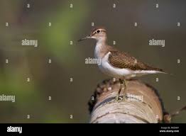 Attēlu rezultāti vaicājumam “Actitis hypoleucos adult”