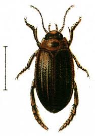 Attēlu rezultāti vaicājumam “Rhantus frontalis”