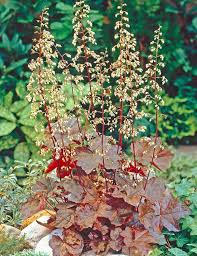 Image result for Heuchera `Palace Purple`