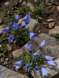 Attēlu rezultāti vaicājumam “Carex lasiocarpa male flower”