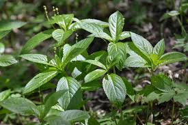 Attēlu rezultāti vaicājumam “Mercurialis perennis”