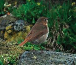 Image result for Luscinia sibilans