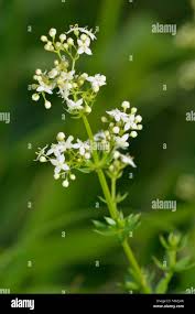 Attēlu rezultāti vaicājumam “Galium album bud”