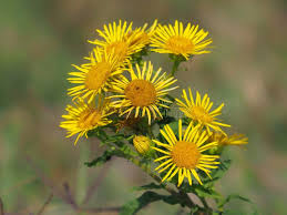 Attēlu rezultāti vaicājumam “Inula britannica flower”