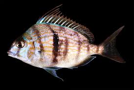 Image result for Stenotomus chrysops