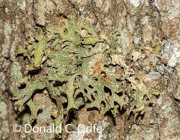 Attēlu rezultāti vaicājumam “Lobaria pulmonaria”