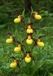 Attēlu rezultāti vaicājumam “Cypripedium calceolus flower”