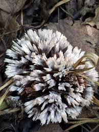 Attēlu rezultāti vaicājumam “Thelephora penicillata”