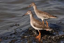 Attēlu rezultāti vaicājumam “Tringa totanus adult”