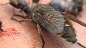 Attēlu rezultāti vaicājumam “Heptatoma pellucens”