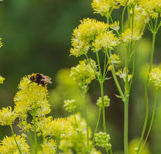 Attēlu rezultāti vaicājumam “Thalictrum flavum”