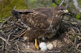 Attēlu rezultāti vaicājumam “Buteo buteo nest”