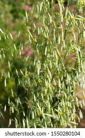 Attēlu rezultāti vaicājumam “Silene chlorantha”