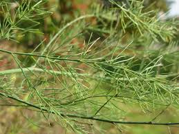 Attēlu rezultāti vaicājumam “Asparagus officinalis leaf”