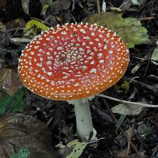 Image result for vliegenzwam