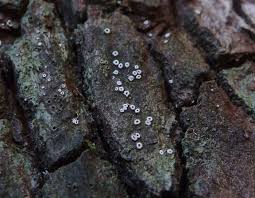 Attēlu rezultāti vaicājumam “Stictis”