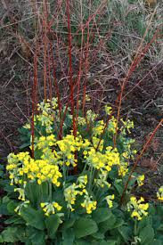 Attēlu rezultāti vaicājumam “Primula veris var. rubra flower”