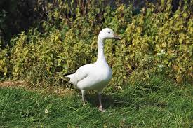 Image result for Anser caerulescens