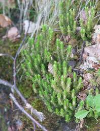 Attēlu rezultāti vaicājumam “Huperzia selago”