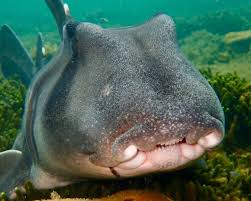 Image result for Heterodontus portusjacksoni