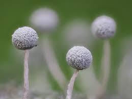 Attēlu rezultāti vaicājumam “Physarum globuliferum macro”