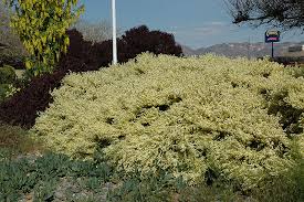 Attēlu rezultāti vaicājumam “Cytisus scoparius flower”