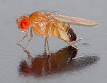 Drosophila melanogaster - Wikipedia, the free encyclopedia