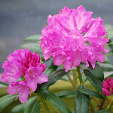 Attēlu rezultāti vaicājumam “rhododendron”